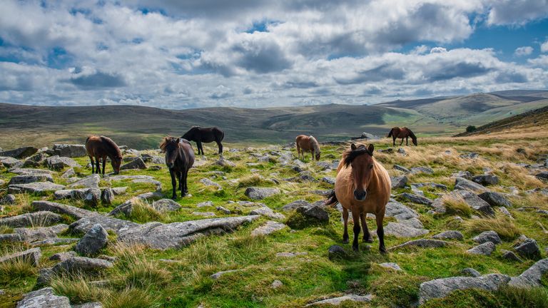 Ponies have lived among the Dartmoor landscape for thousands of years. Pic: iStock