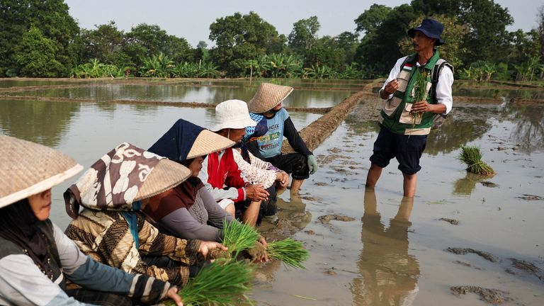 Rice farmers in Indonesia are warned by government officials about a potential dry spell linked to El Nino. Pic: Reuters