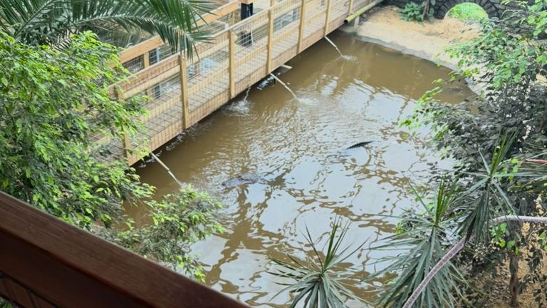A crocodile in Johnsons Zoological Gardens in September last year