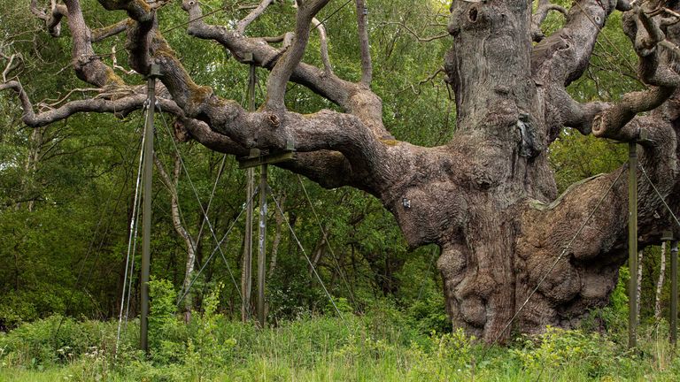 World-famous Robin Hood oak tree has died | UK News | Sky News
