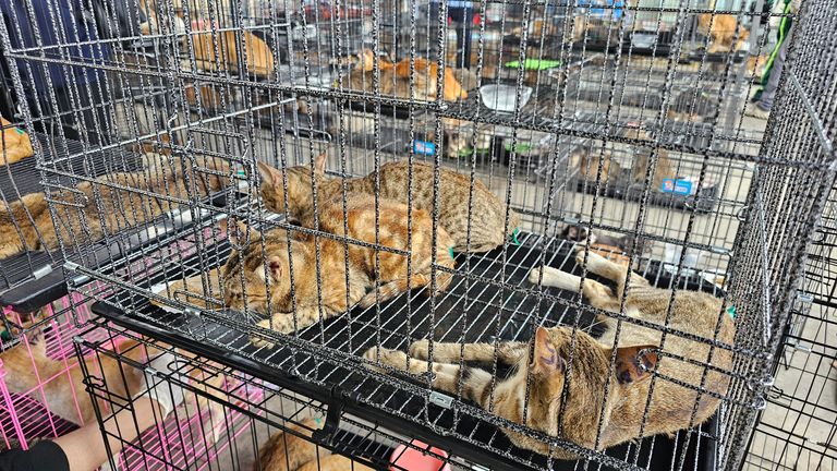 Hundreds of cats have been rescued by police. Pic: Phuong Pham/Humane World For Animals Vietnam/via AP