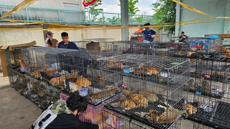 Pic: Phuong Pham/Humane World For Animals Vietnam/via AP