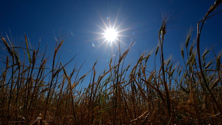 Crop yields are expected to be affected by the weather changes. Pic: AP