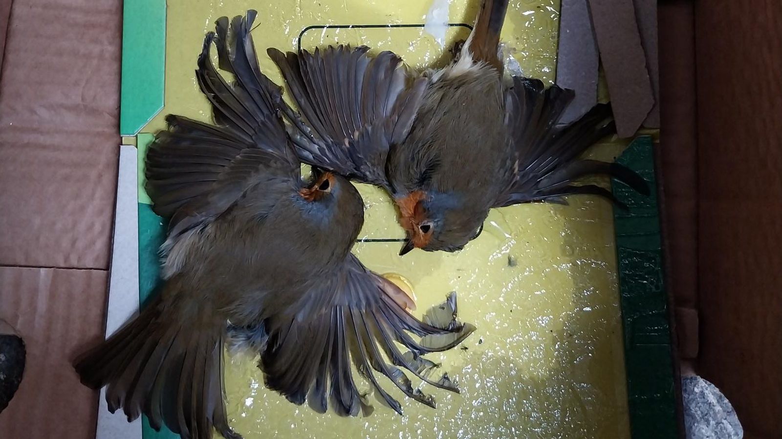 Glue trap ban comes into full force in Scotland