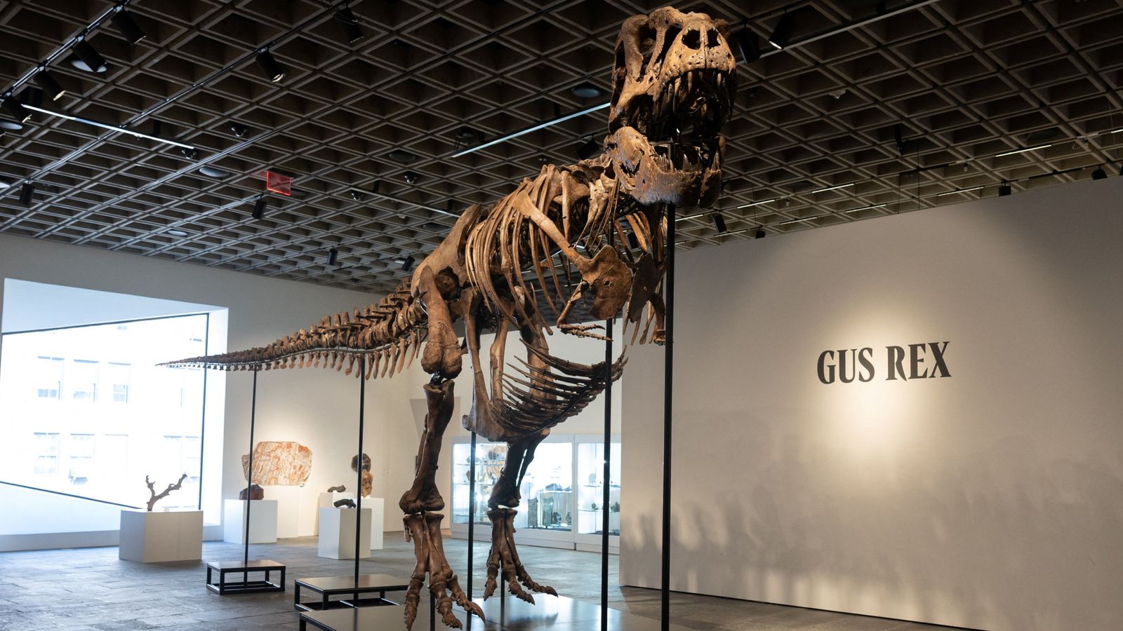 Gus the $50m T-rex breaks dinosaur fossil sale record at New York auction | Science, Climate & Tech News