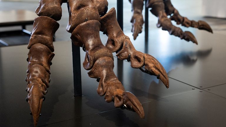 Gus is made up of 183 fossil bone elements. Pic: Reuters