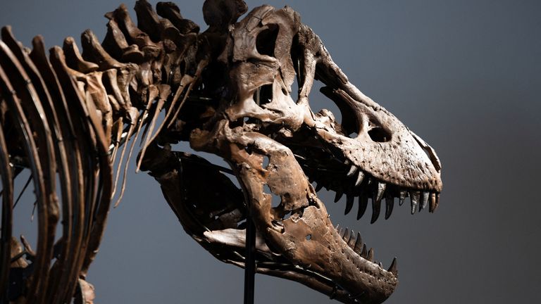 Gus' skull measures 1.4m (54 inches). Pic: Reuters