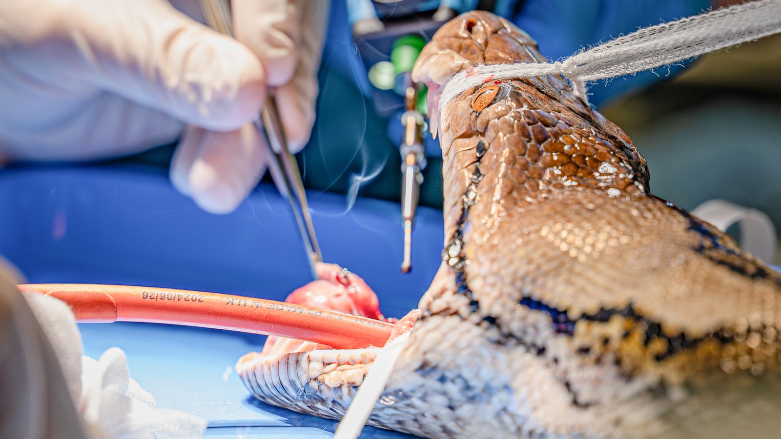 Jodie Foster the snake gets world-first cancer treatment