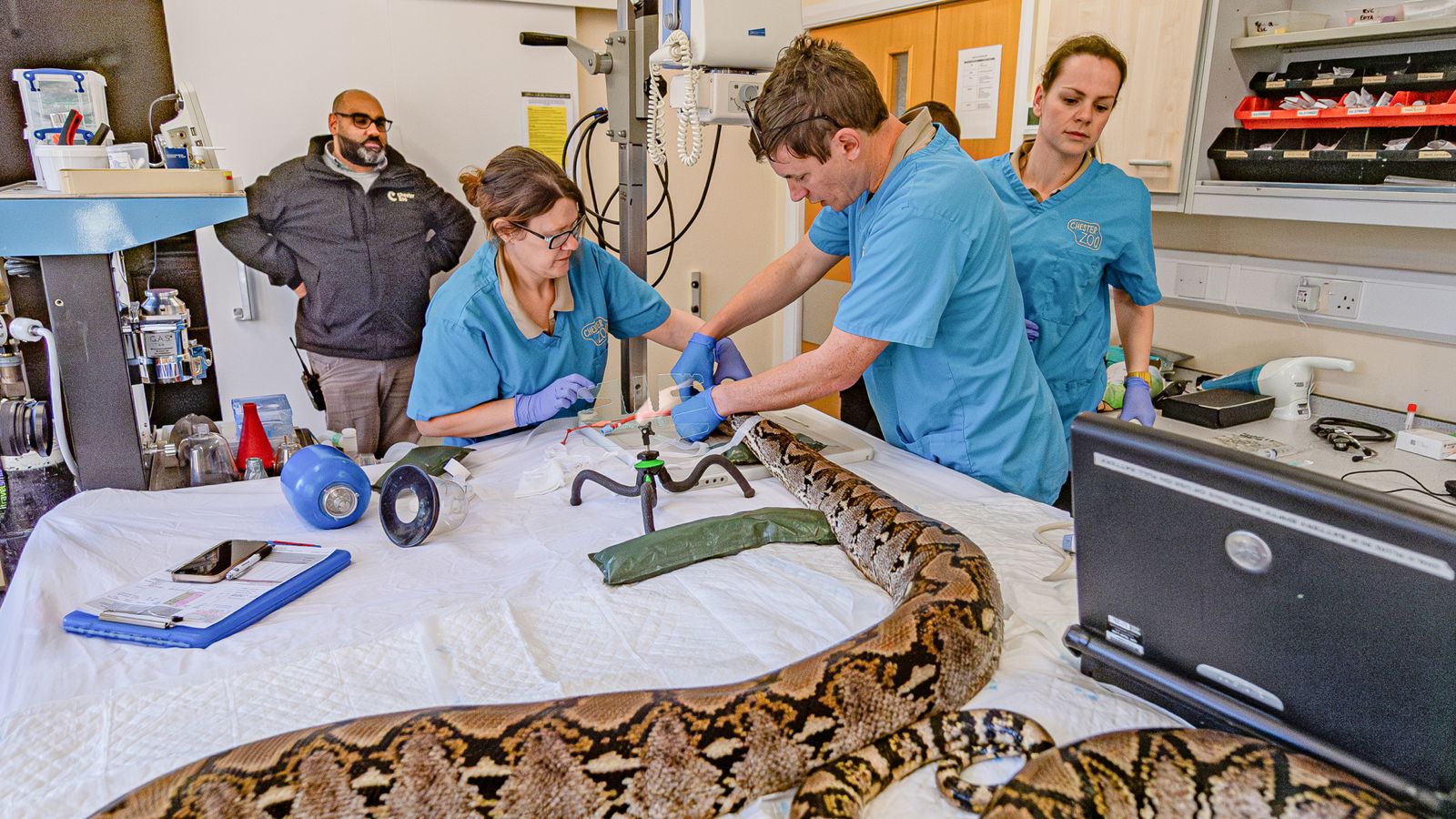 15ft python underwent electrochemotherapy | News UK Video News