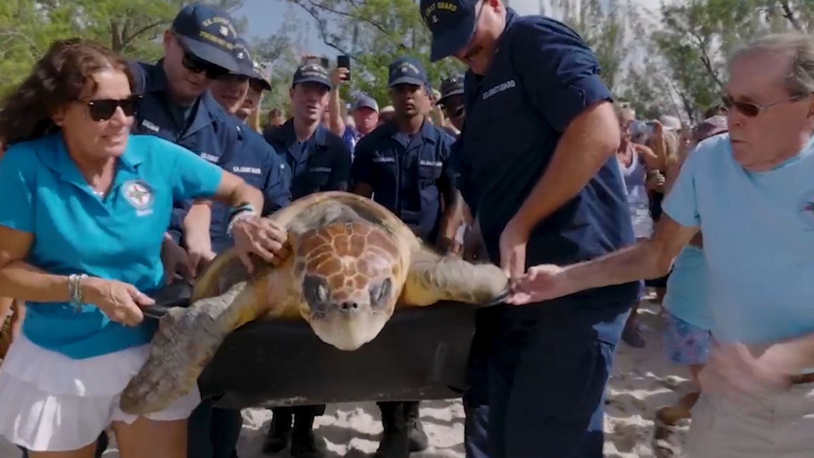 Turtle Exploded Florida turtle returns to the sea weeks after being rescued | World ...