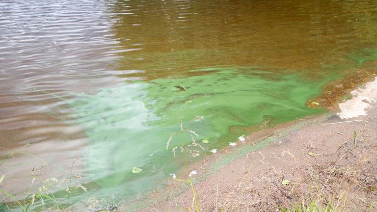 Cyanobacteria produce toxins that can kill animals and harm humans. File pic: iStock