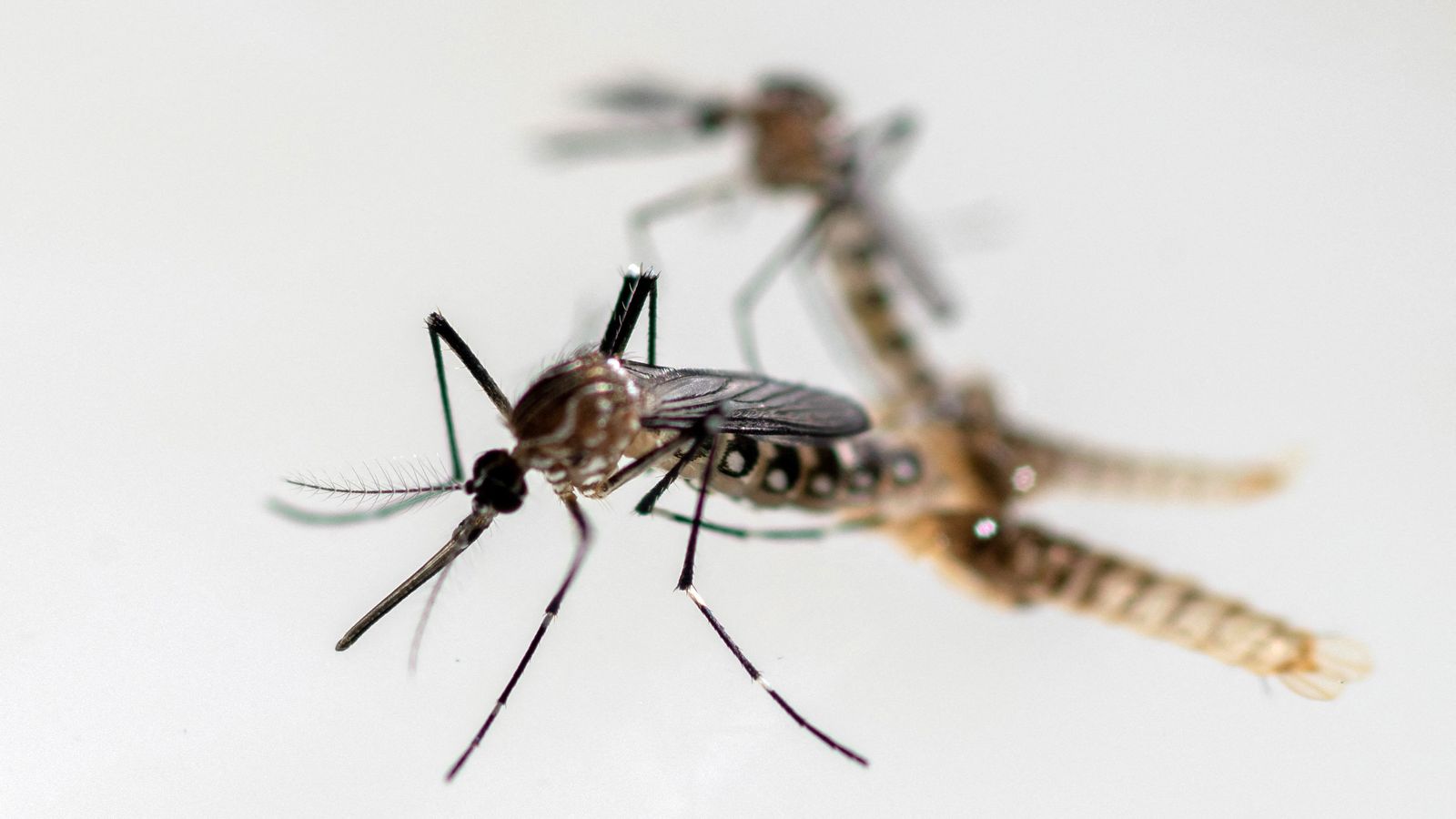 'Hitchhiking' mosquitoes that can transmit dengue and Zika virus found breeding in UK