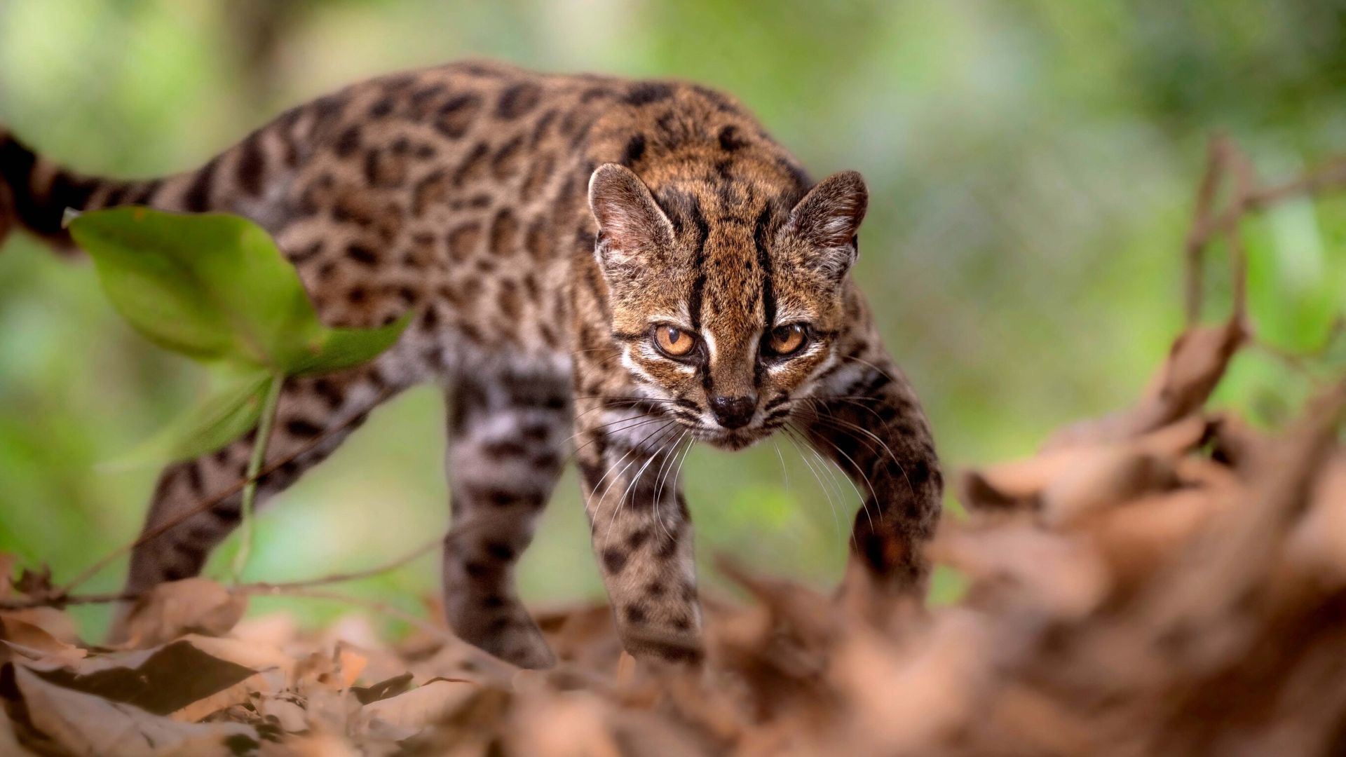 New species of wild cat identified in Bolivia - first for more than 100 years