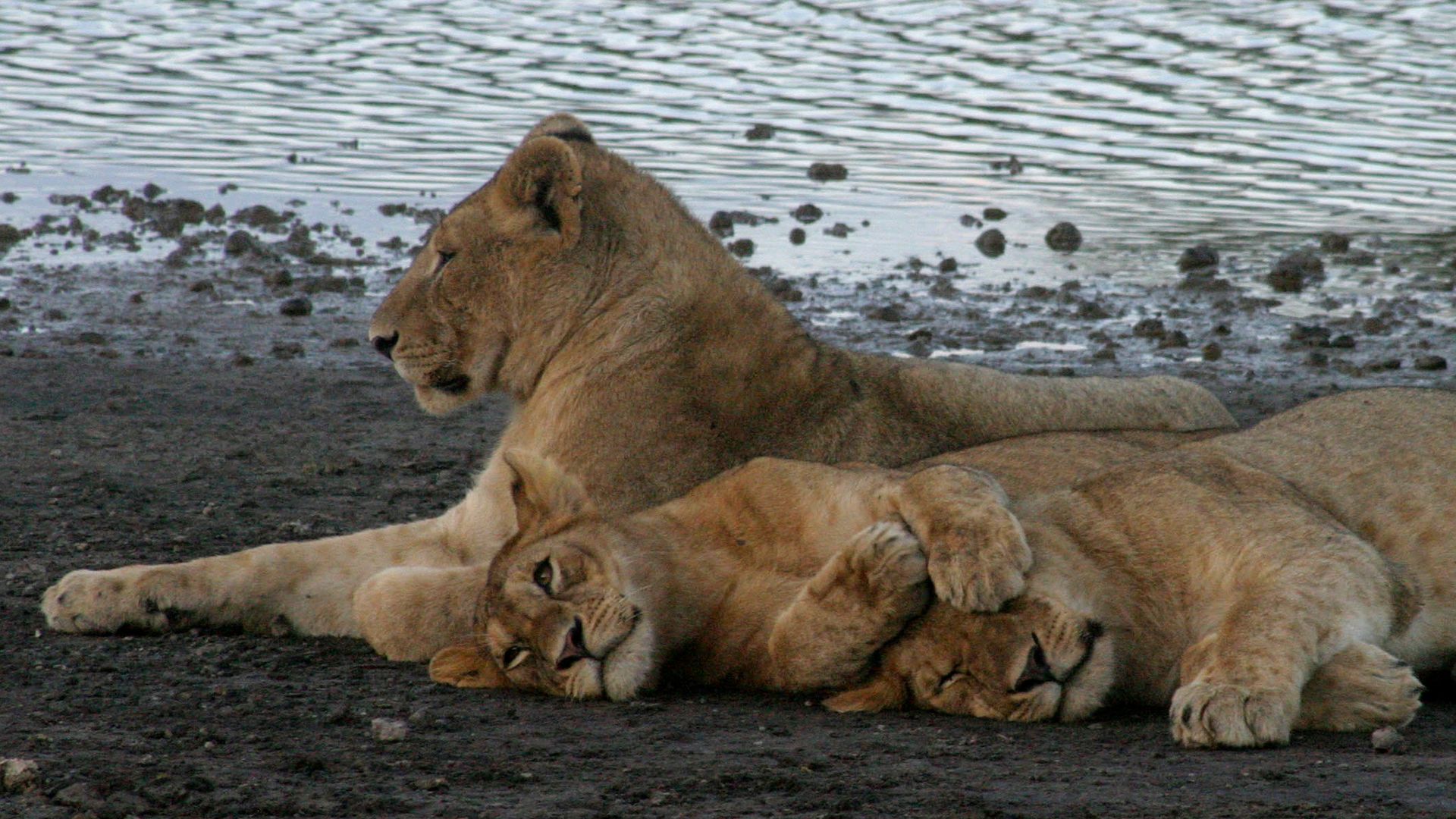 Ten lions found dead in suspected poisoning in Tanzania wildlife reserve