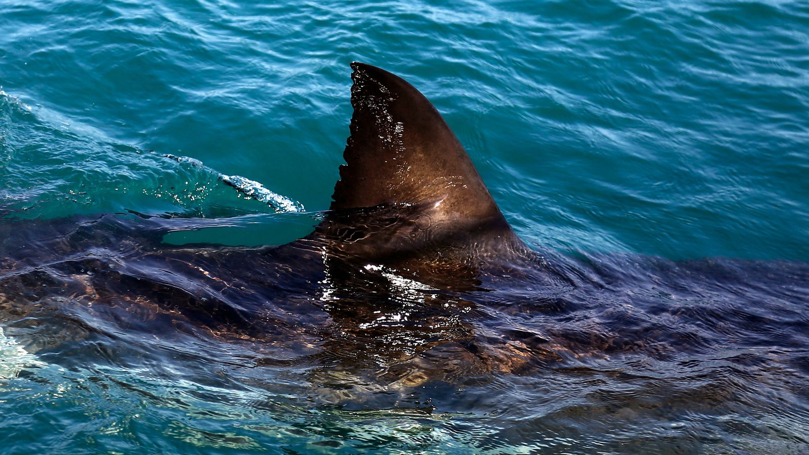 Swimmer killed in shark attack in South Africa