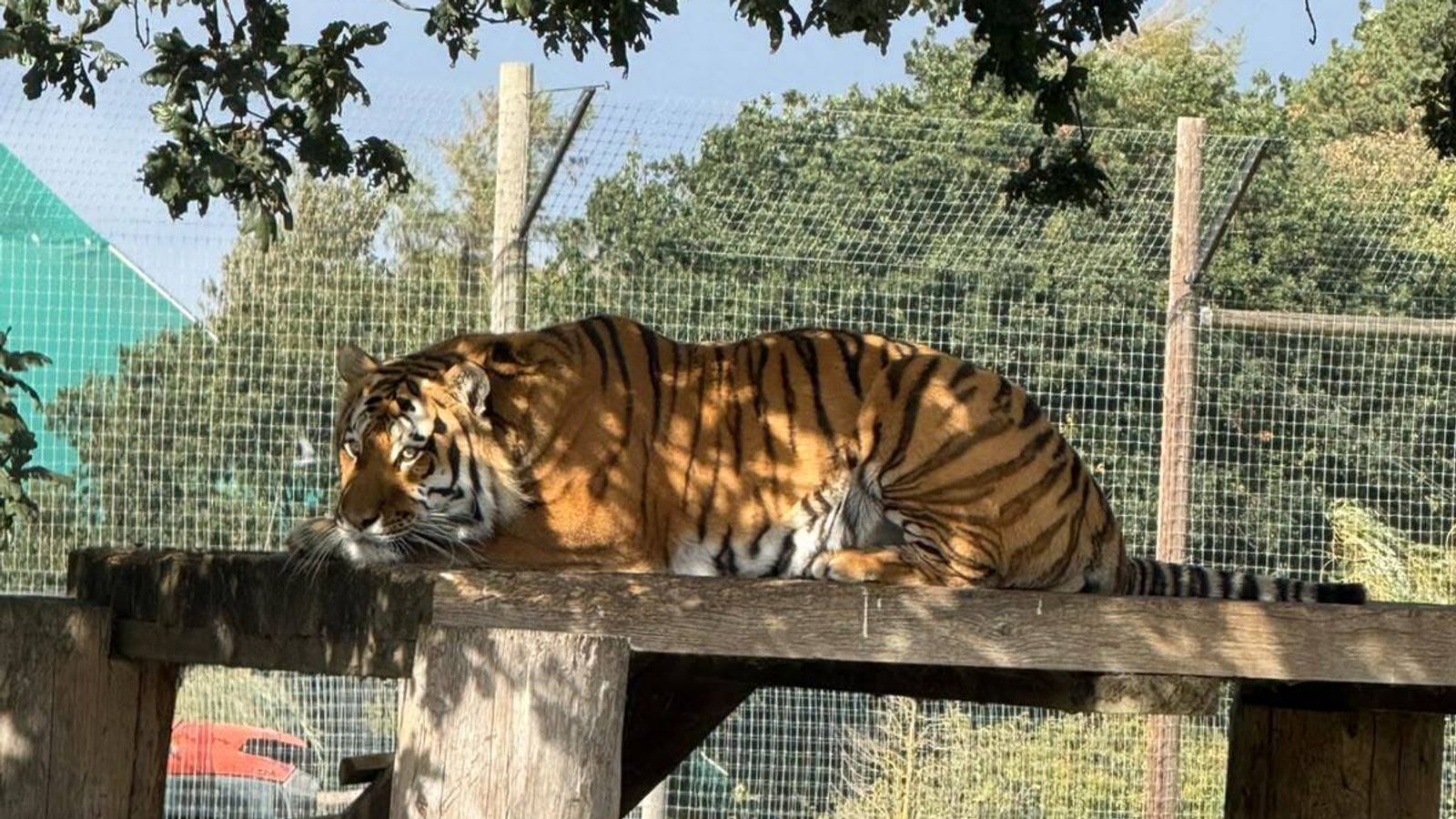 Tiger attack: 'Helpless onlookers told him to play dead': The moments ...