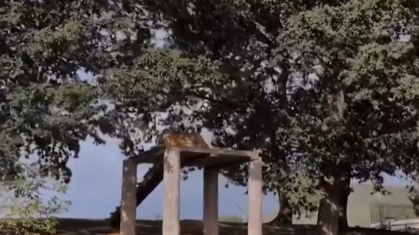 Video shows moments before man was mauled to death by tiger