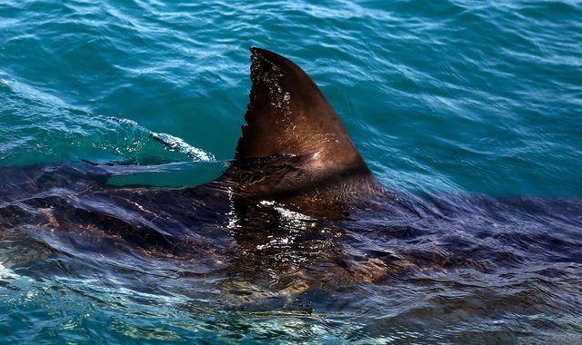 Woman, 65, killed in shark attack in South Africa