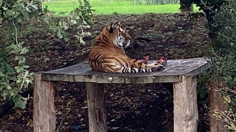 Altai, the five-year-old male Siberian tiger that killed Mr Chapman 