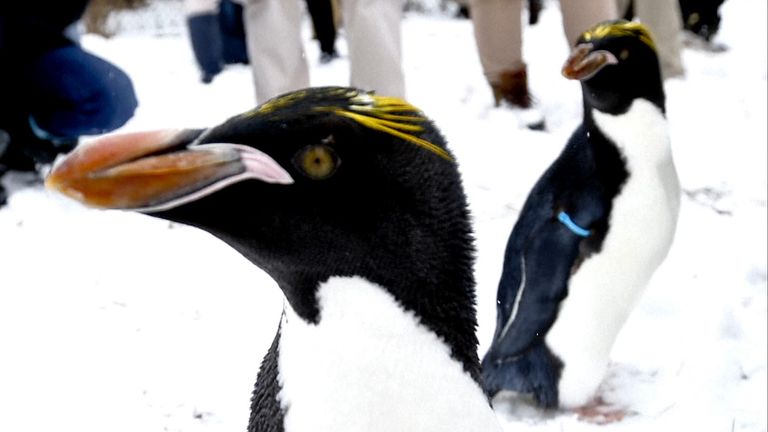 Macaroni penguin numbers have increased. Pic: AP