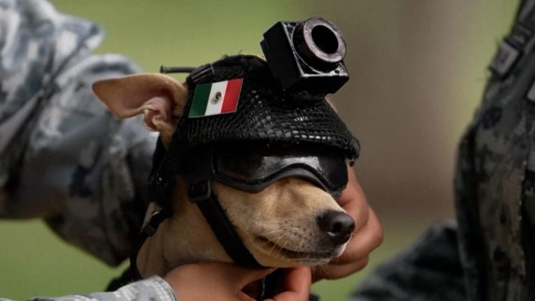 skynews-mexico-dog_7365814.jpg