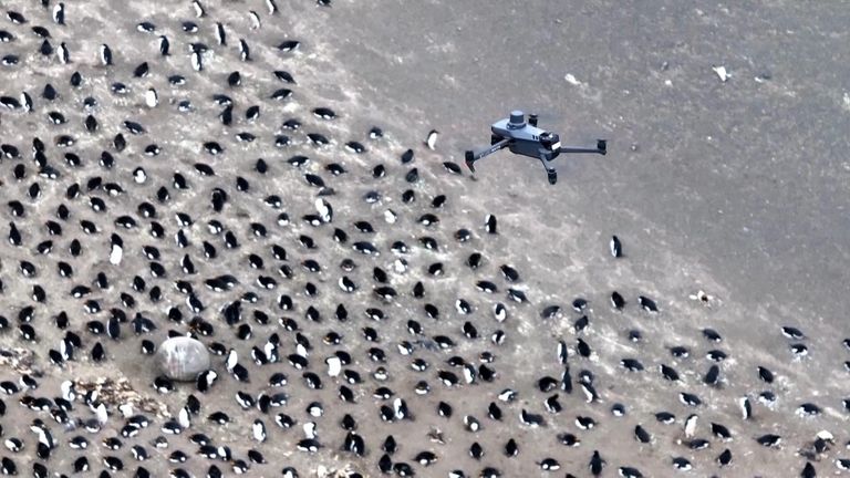 An aerial view of the chinstrap penguin population on Zavodovski Island. Pic: AP