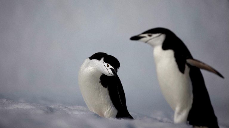 Researchers said the population decline had been expediated by the warming climate. Pic: AP