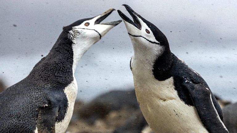 The chinstrap penguin population on Zavodovski Island has been falling at an 'alarming' rate. Pic: AP