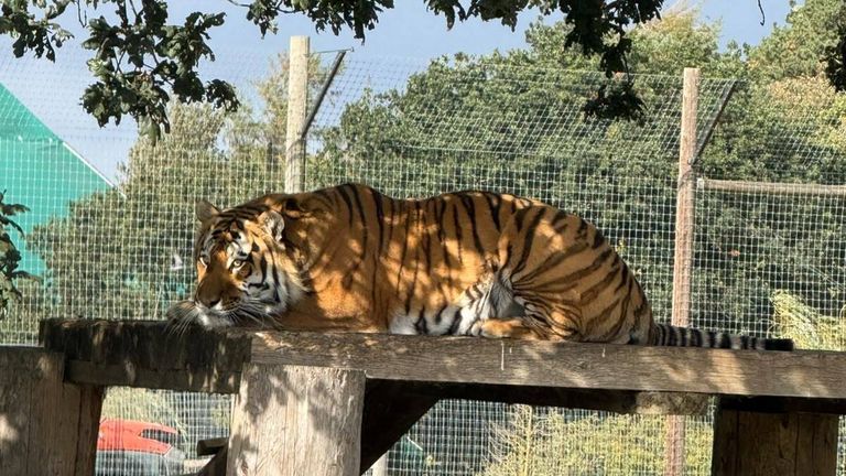 What we now know about man mauled to death by tiger